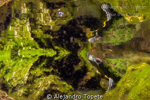 Turtle in Miror, Gran Cenote Mexico by Alejandro Topete 